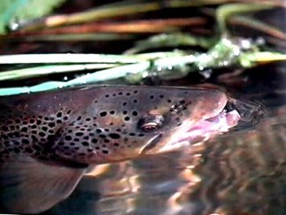 Regenbogenforelle steigt im Bergsee - Rainbow Trout rises in a Mountain lake
