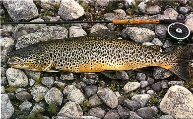 Brown Trout - in this size not caught often here, but possible!